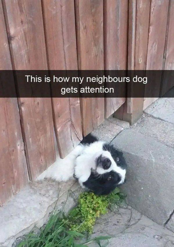 funnyanimals13_011
