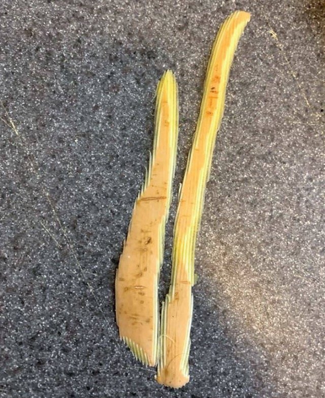 opticalillusions2_001