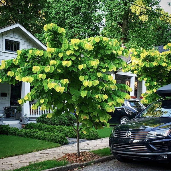 opticalillusions2_004