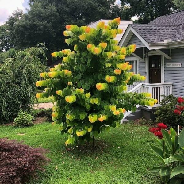 opticalillusions2_008