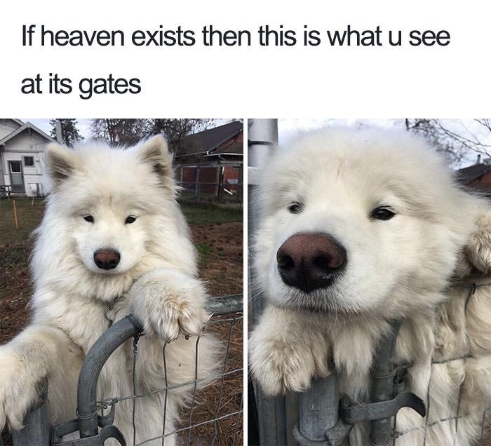 dogmemes4_009