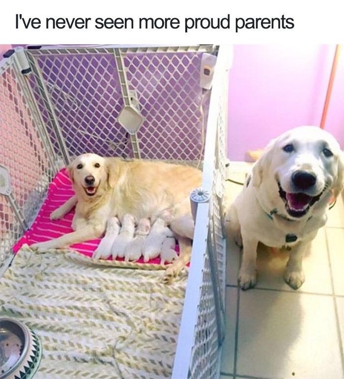 dogmemes4_011