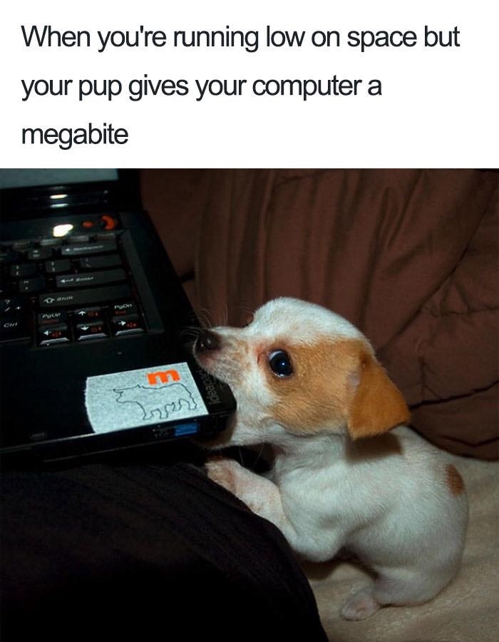 dogmemes4_017