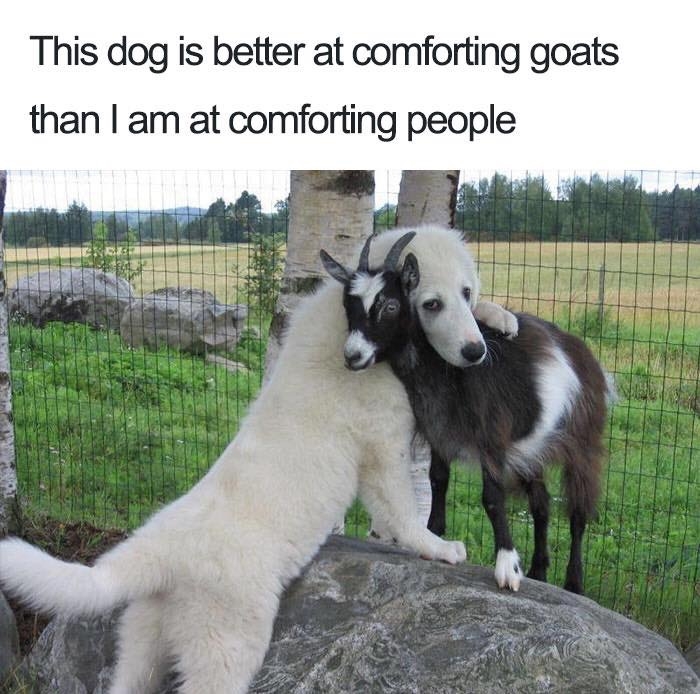 dogmemes4_019
