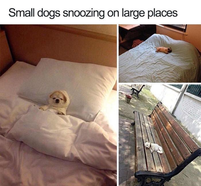 dogmemes4_024