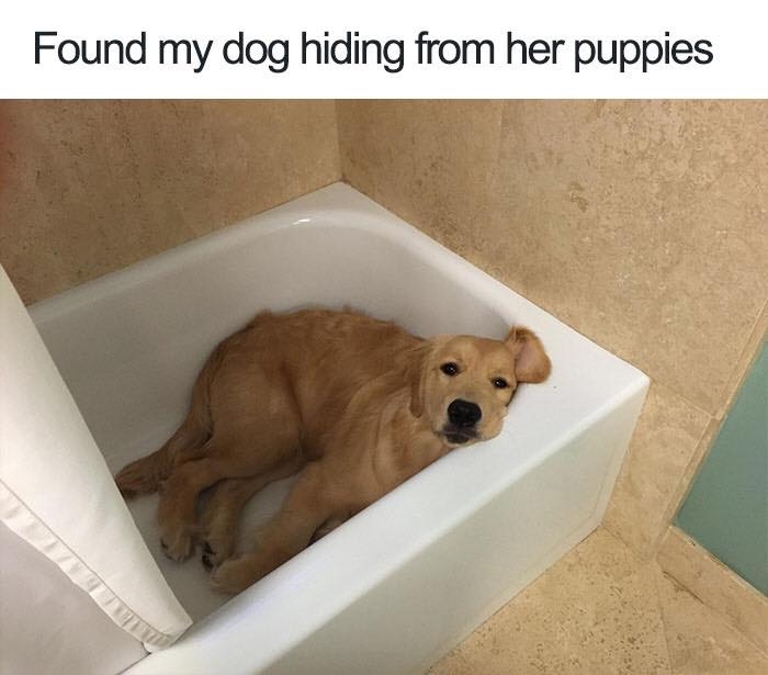dogmemes4_025