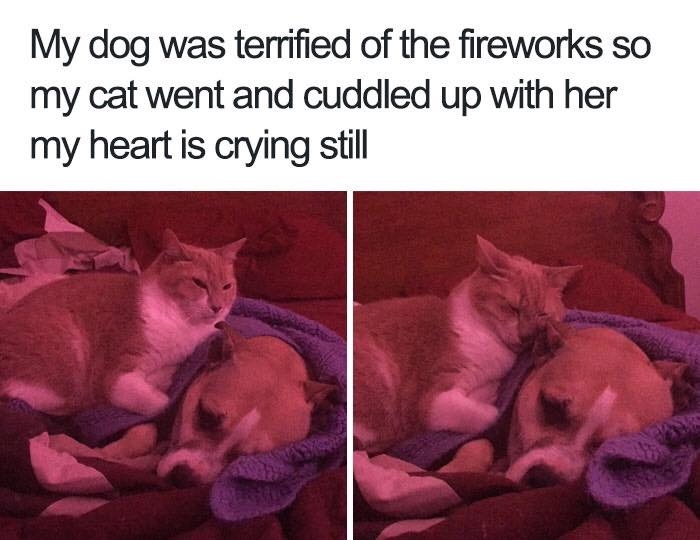 dogmemes4_026