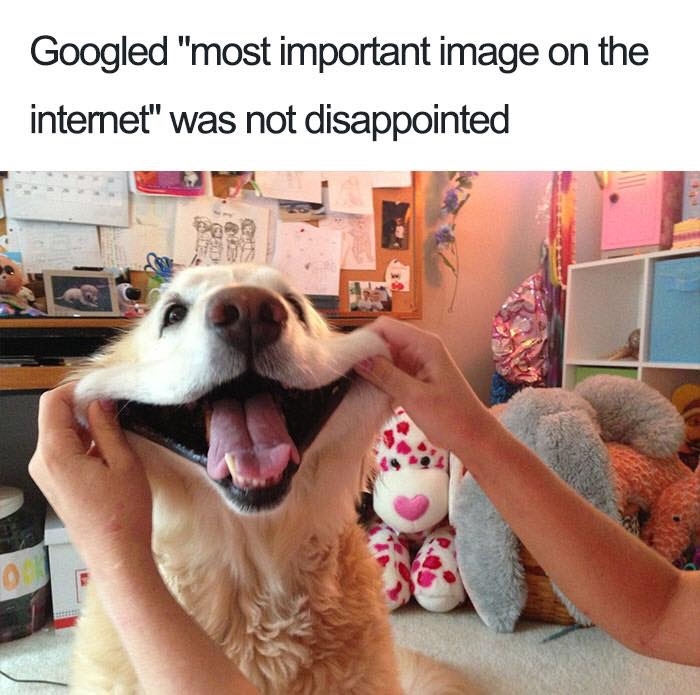dogmemes4_027