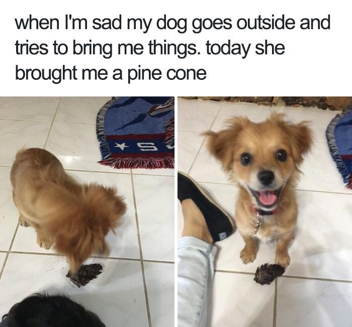 dogmemes4_028