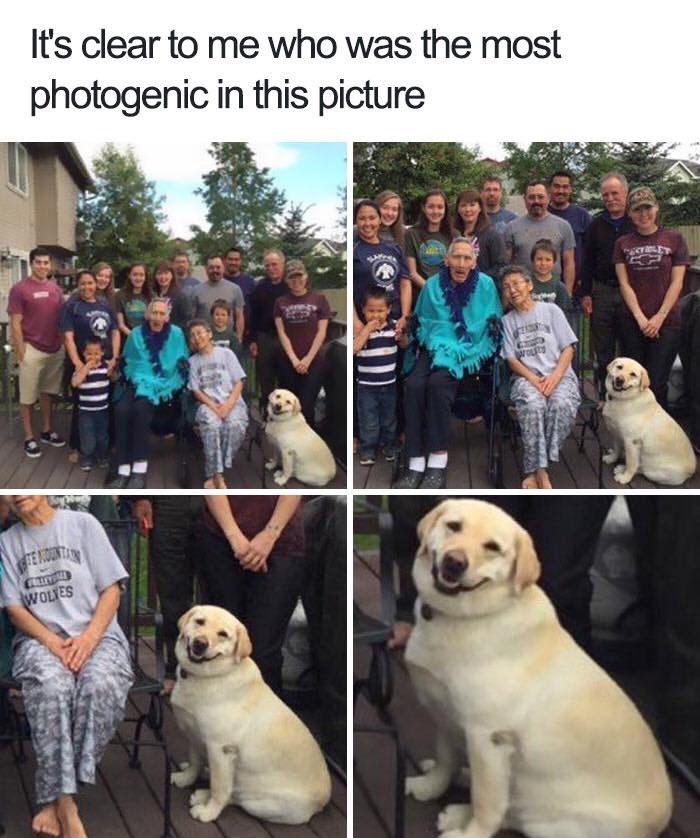 dogmemes4_032