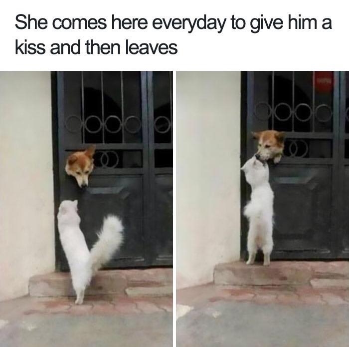 dogmemes4_034