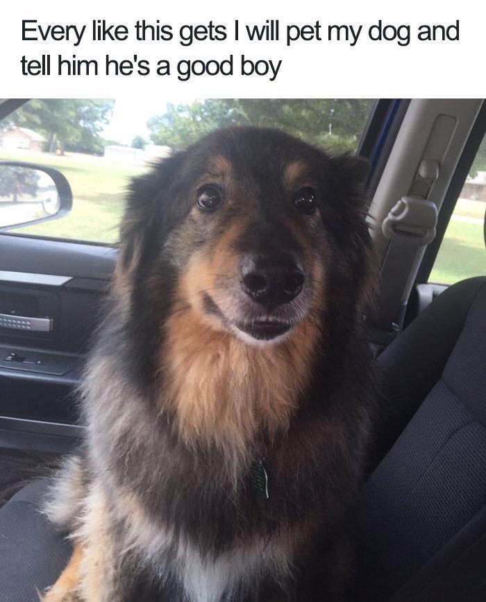 dogmemes4_038