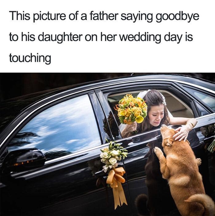 dogmemes4_040