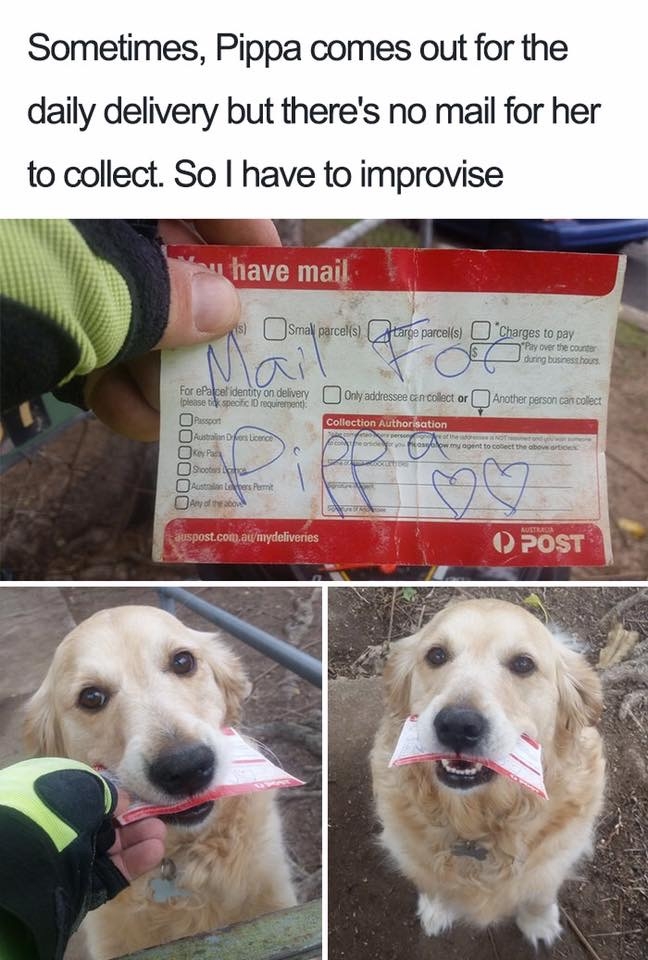 dogmemes4_041