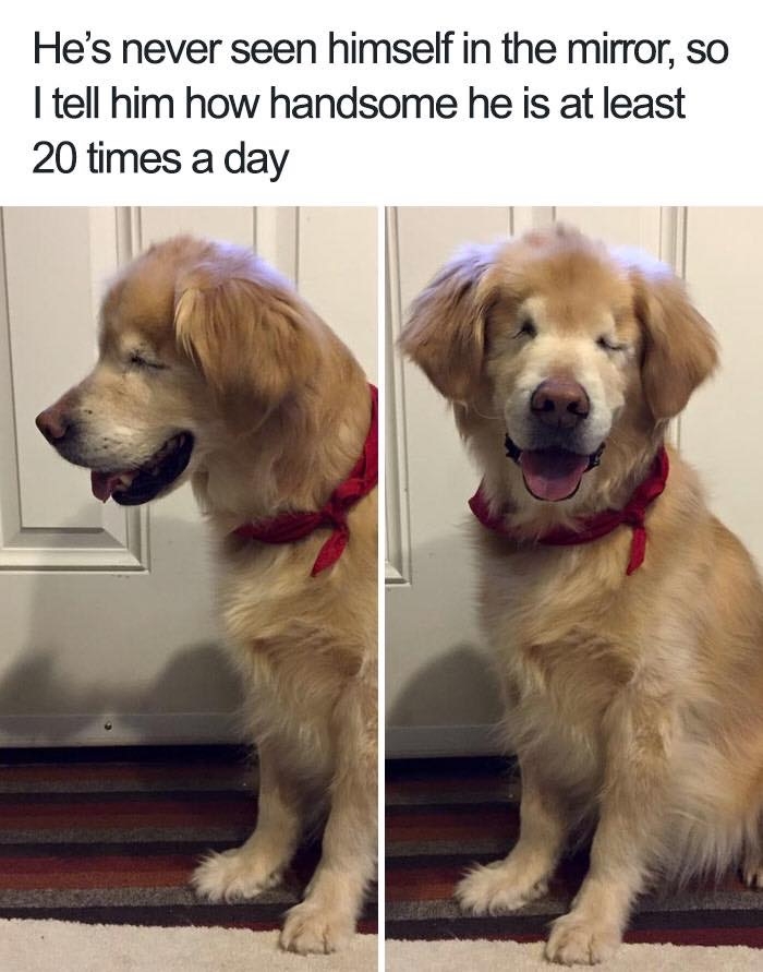 dogmemes4_044