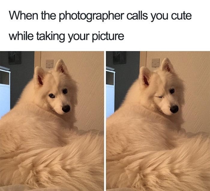 dogmemes4_045