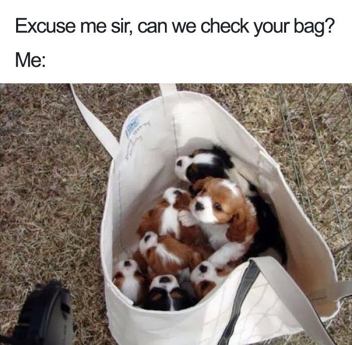 dogmemes4_046