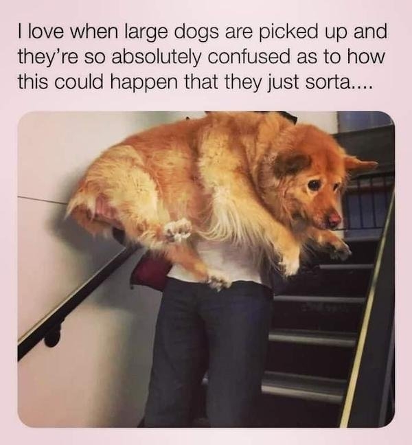 funnyanimals18_015