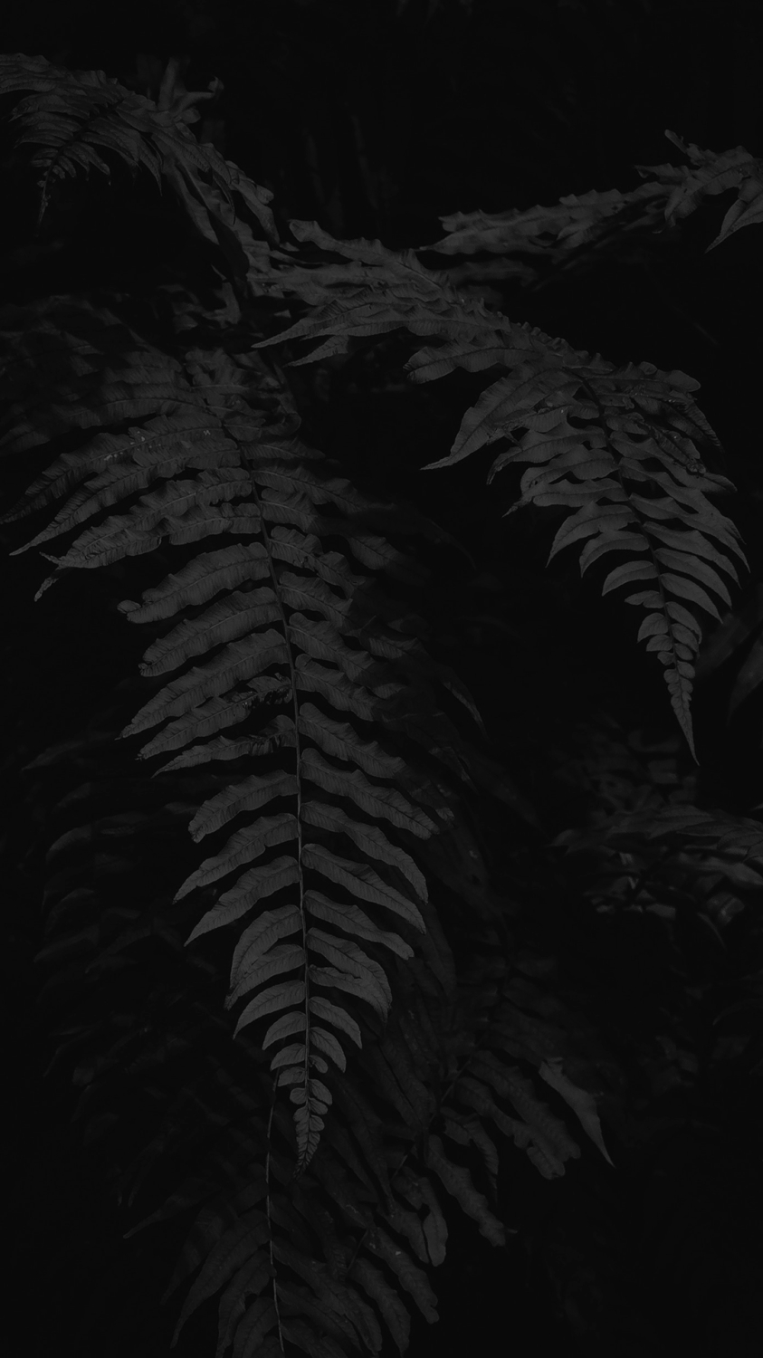 mobilewallpapers5_022