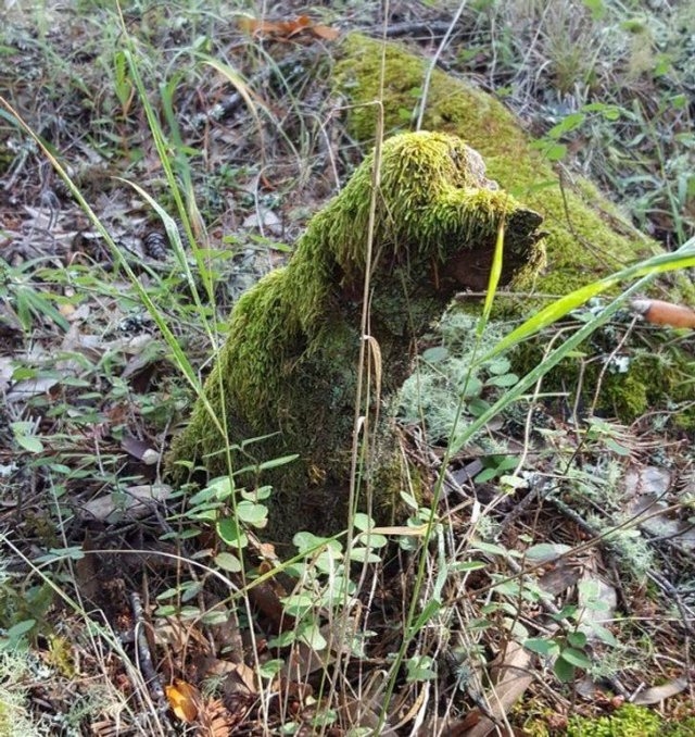 randompics667_072