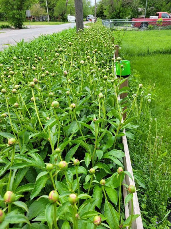 bellingrathgardens2_006