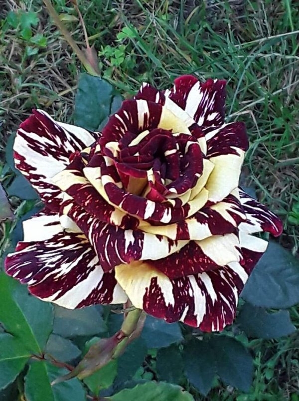 bellingrathgardens2_009