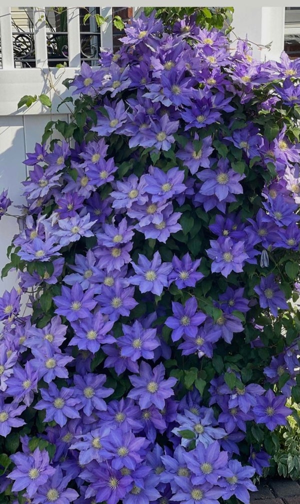 bellingrathgardens2_016