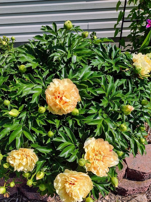 bellingrathgardens2_019