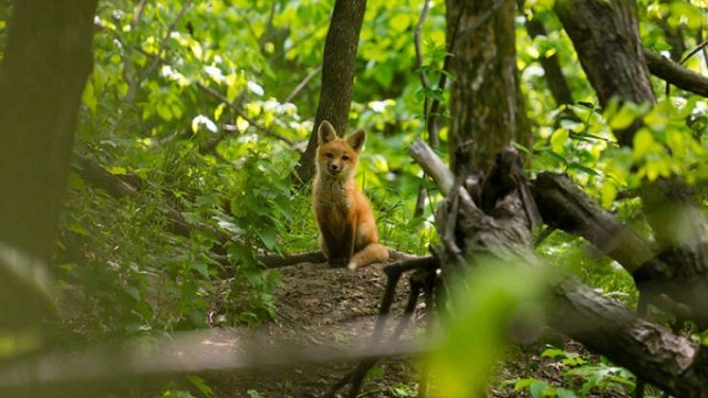 foxes_001