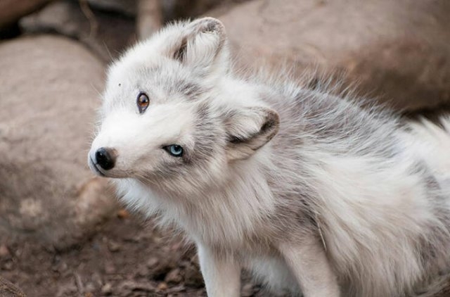 foxes_002