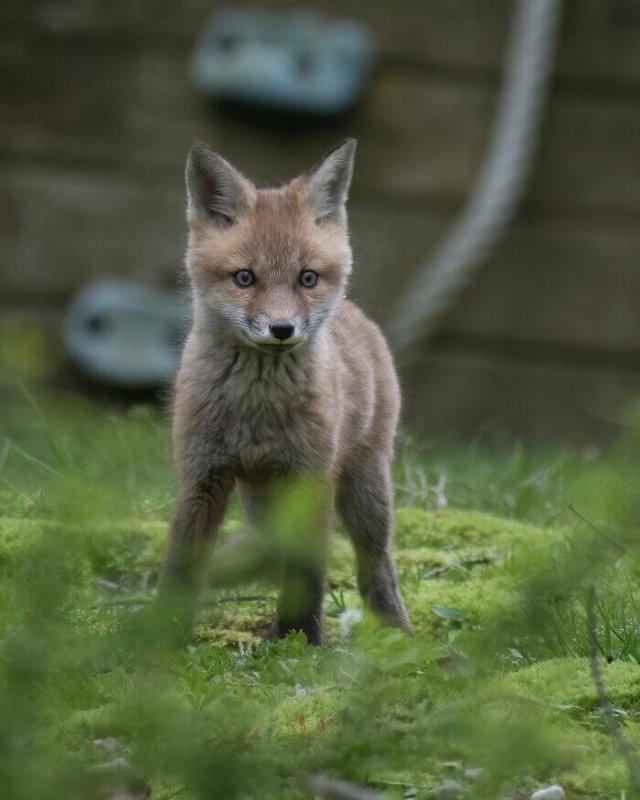 foxes_003