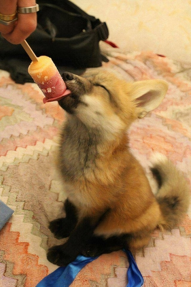 foxes_005