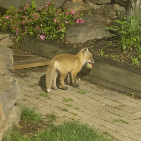 foxes_006