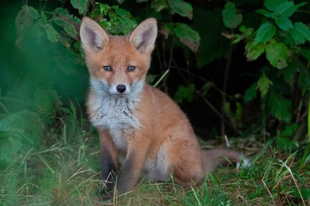 foxes_007