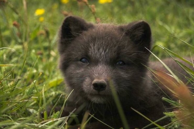 foxes_008