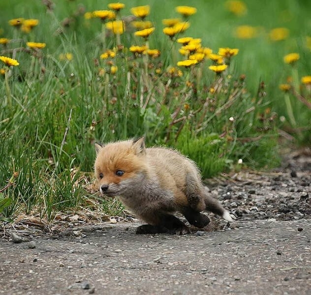 foxes_009