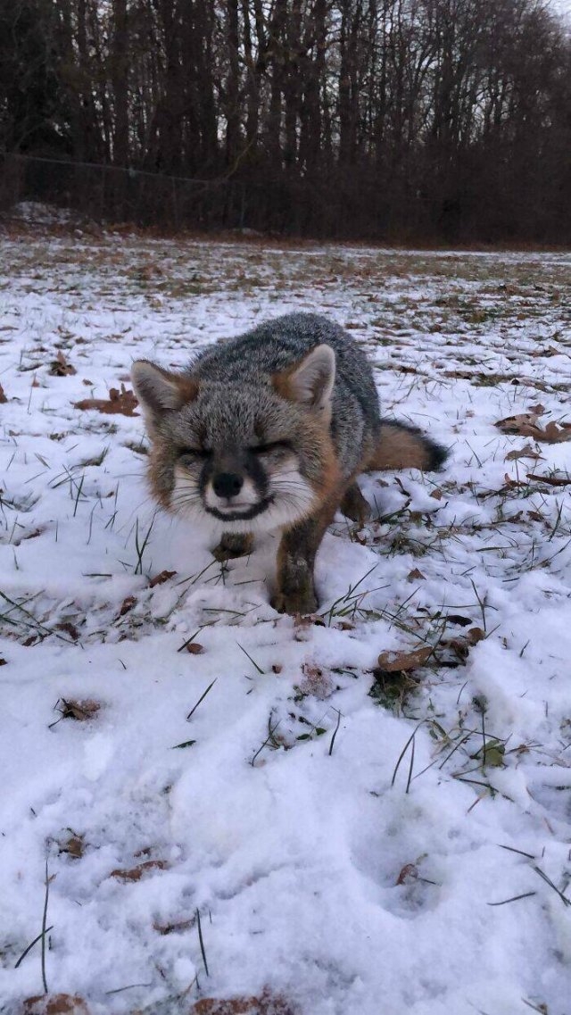 foxes_010