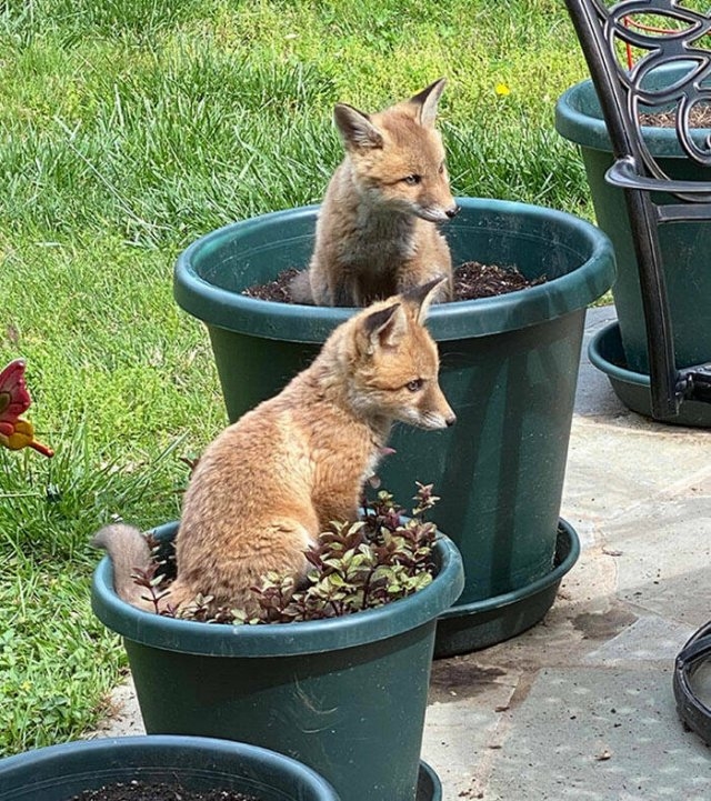 foxes_011