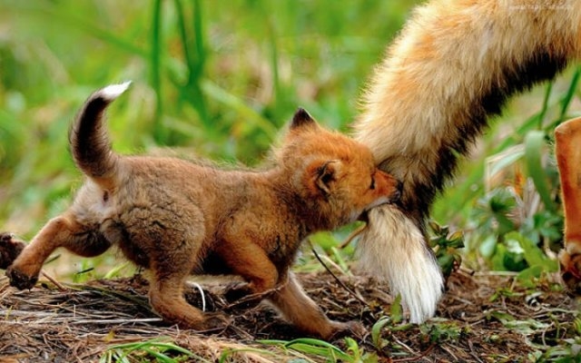 foxes_012