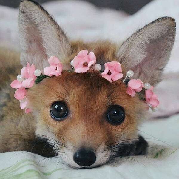 foxes_014