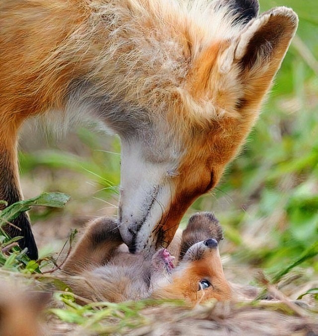 foxes_015