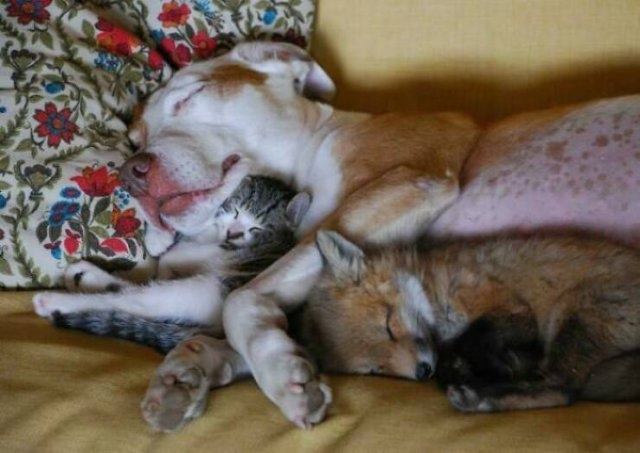 foxes_016