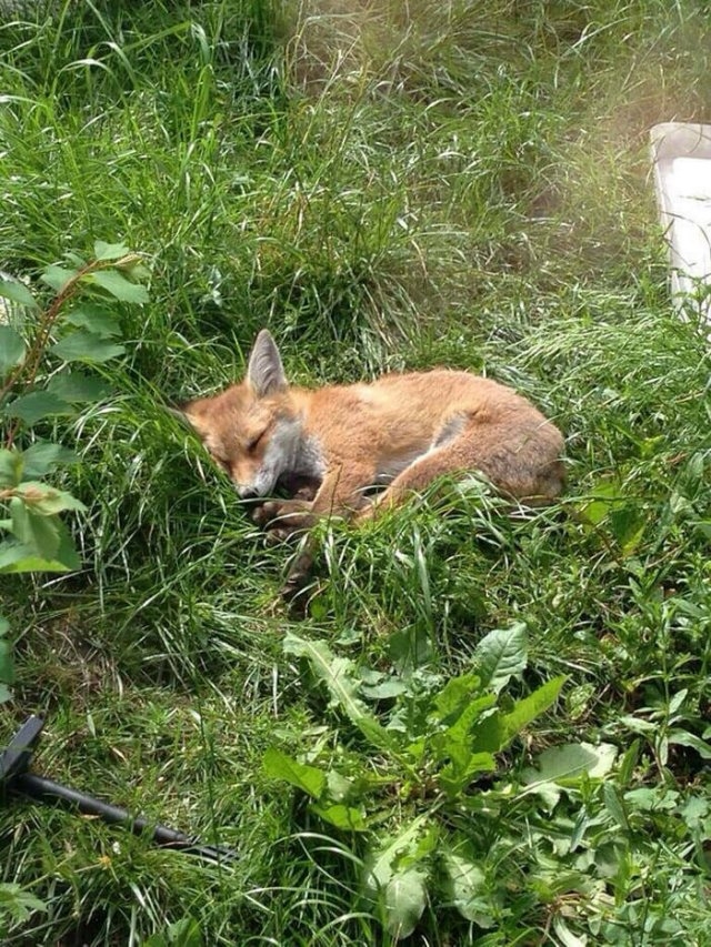 foxes_017