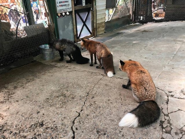 foxes_018