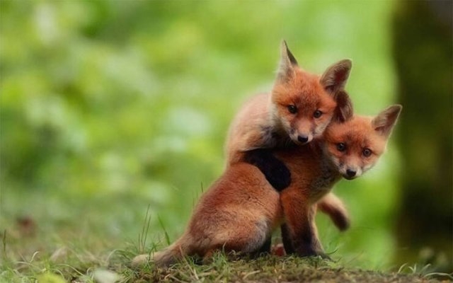 foxes_019