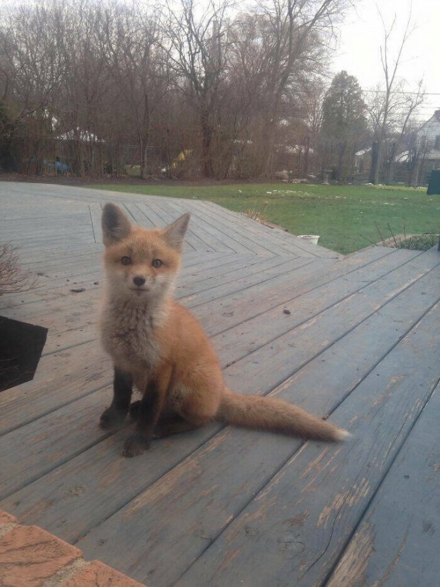 foxes_020