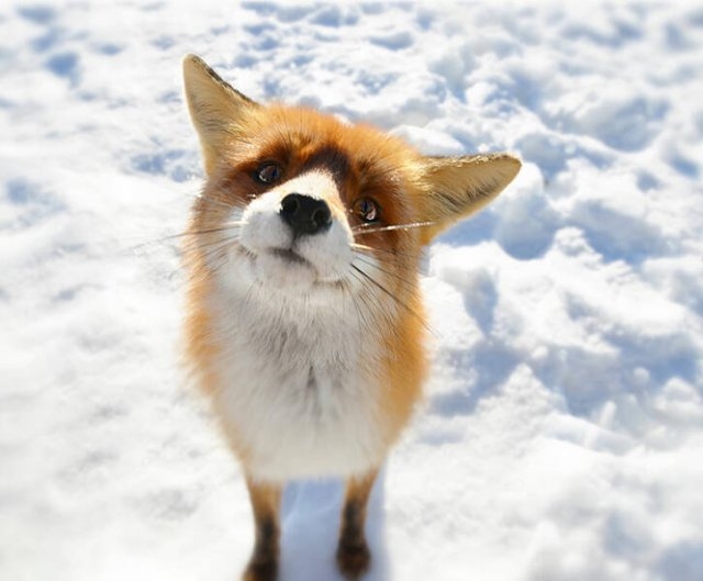 foxes_021