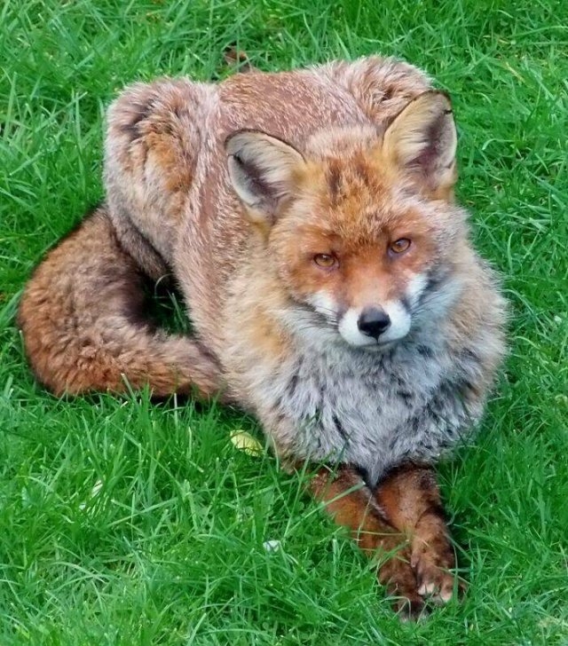 foxes_022