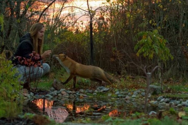 foxes_023