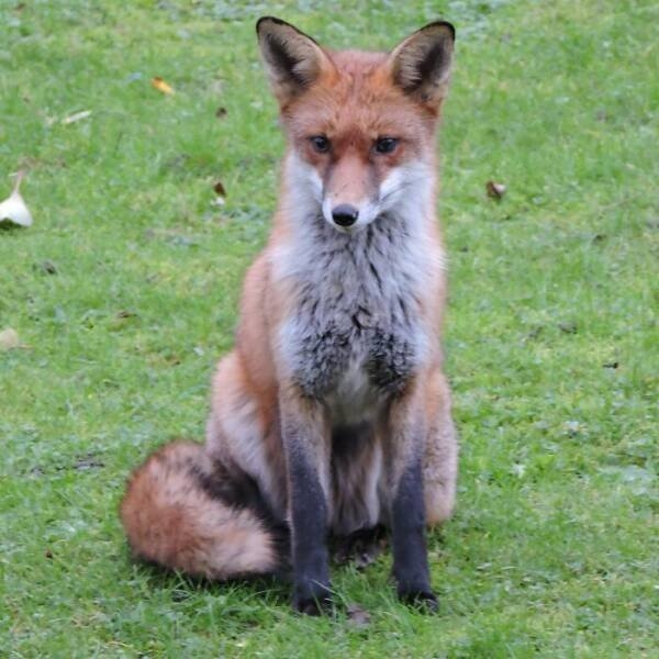 foxes_026